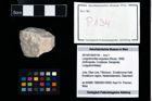 Foto (Objekt + Etikett) von Longodromites angustus (Reuss, 1858)  (NHMW-GEO-2014-0194-0134)